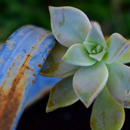 spring succulentlove succulents myphotography freetoedit