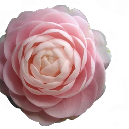 花朵sticker By 北极星